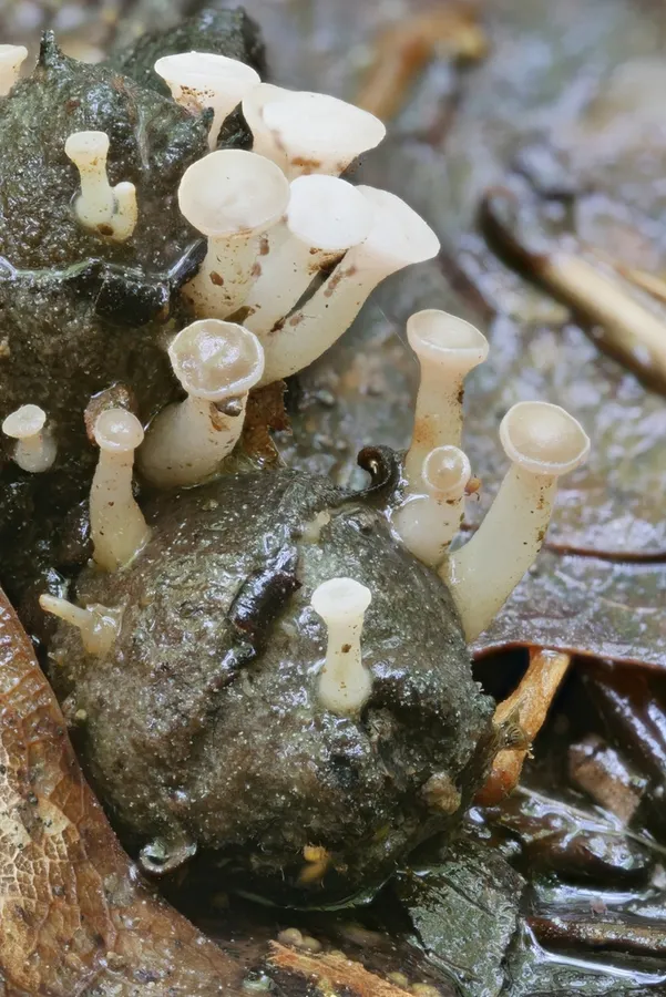 Dokumentasi Cudoniella clavus — Fotografi