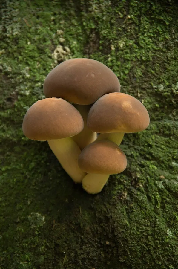 Dokumentasi Cyclocybe parasitica — Fotografi