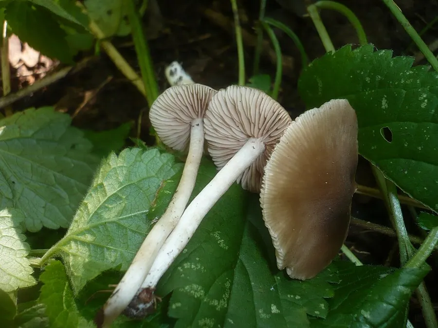 Dokumentasi Entoloma subradiatum — Fotografi