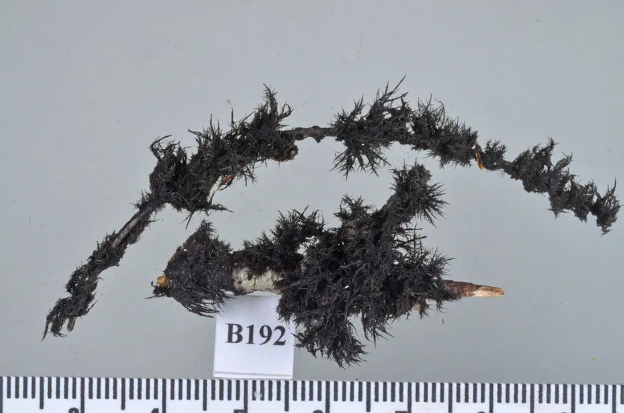 Dokumentasi Euantennaria mucronata — Fotografi