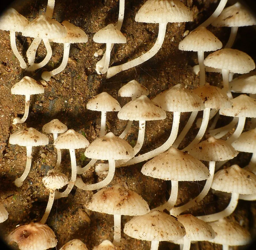 Dokumentasi Filoboletus manipularis — Fotografi