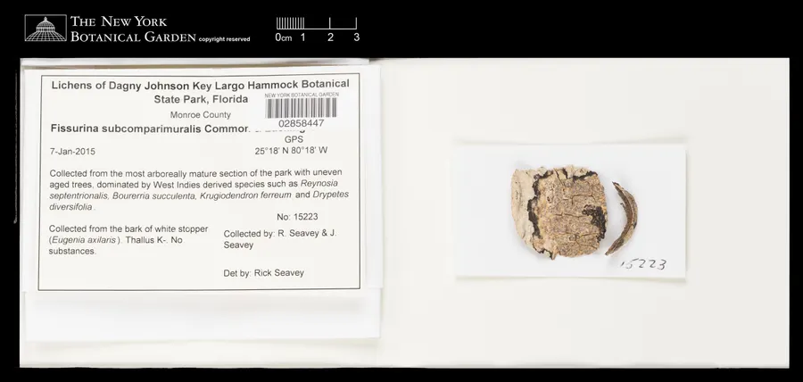 Dokumentasi Fissurina subcomparimuralis — Voucher herbarium