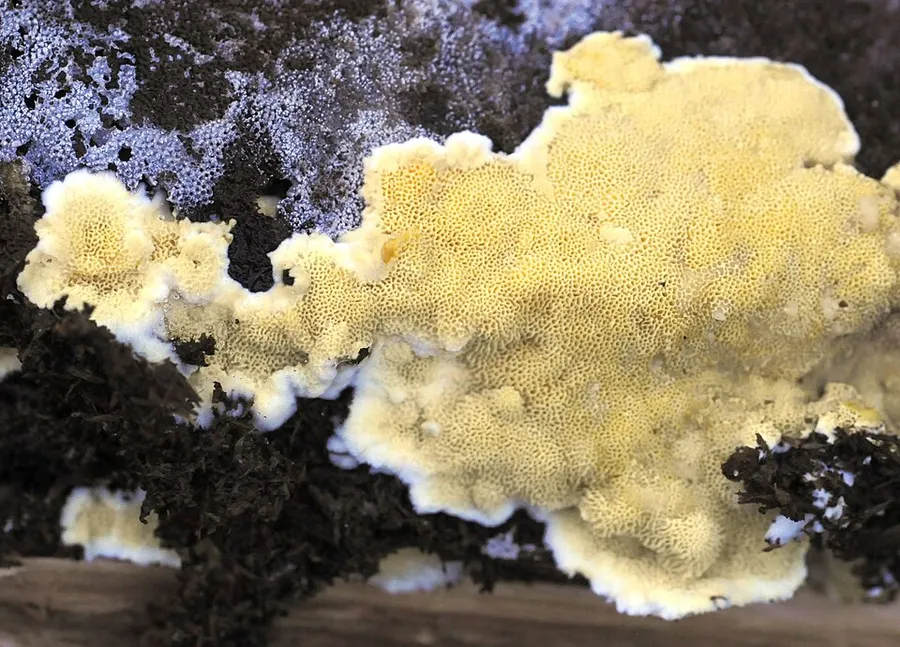 Dokumentasi Antrodiella citrinella — Fotografi