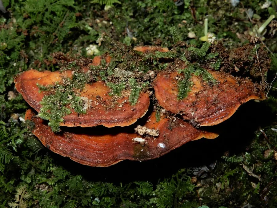 Dokumentasi Flaviporus brownii — Fotografi