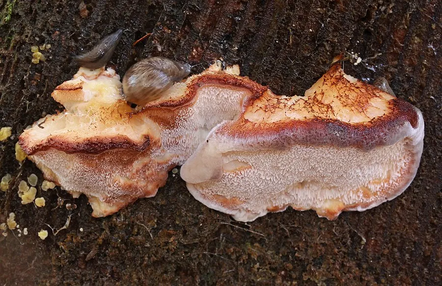 Dokumentasi Fuscopostia fragilis — Fotografi