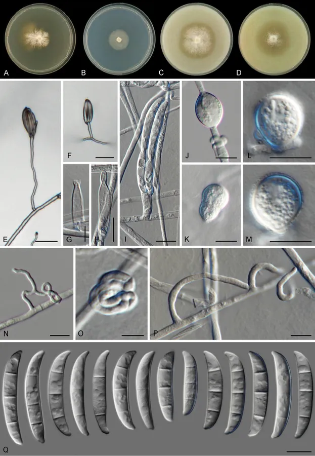 Dokumentasi Fusarium convolutans — Pelat ilmiah