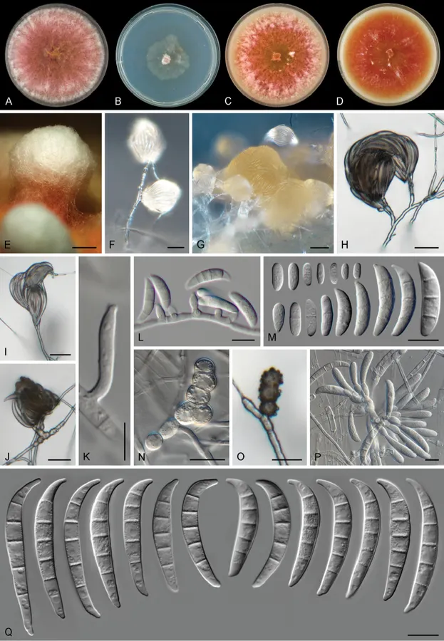 Dokumentasi Fusarium transvaalense — Pelat ilmiah