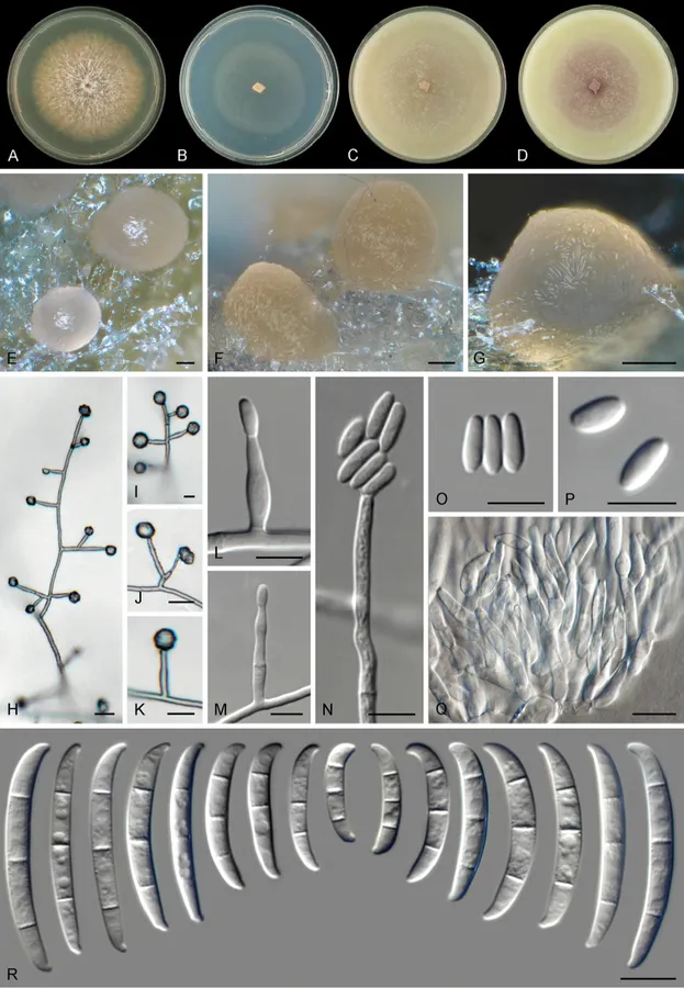 Dokumentasi Fusarium fredkrugeri — Pelat ilmiah