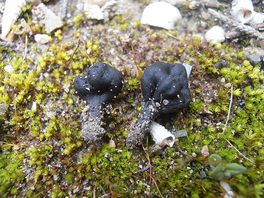 Dokumentasi Geoglossum dunense — Fotografi