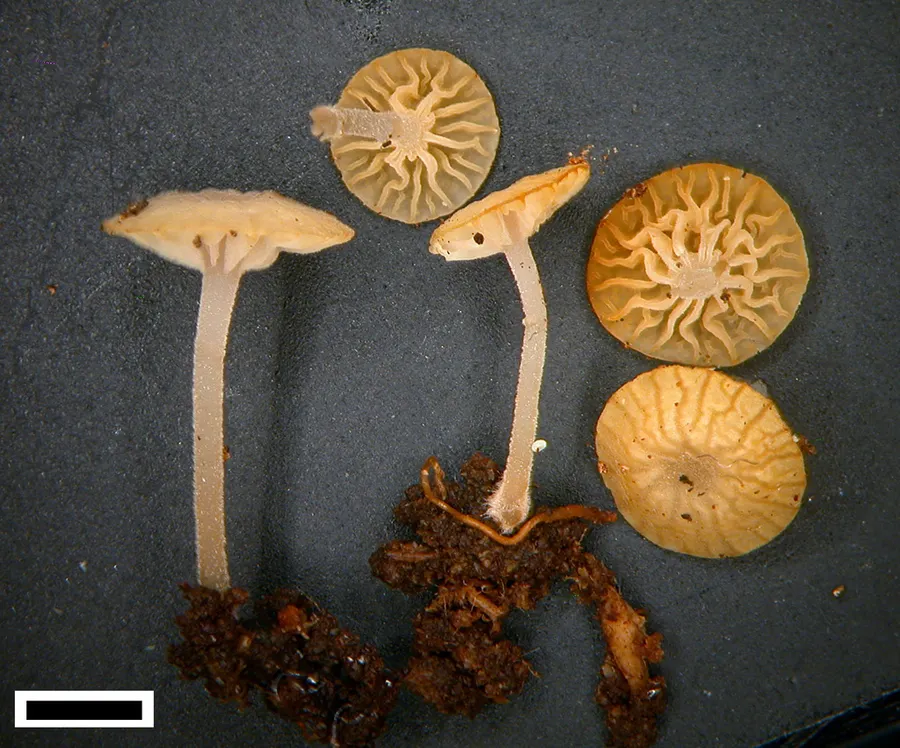 Dokumentasi Gloiocephala gracilis — Fotografi