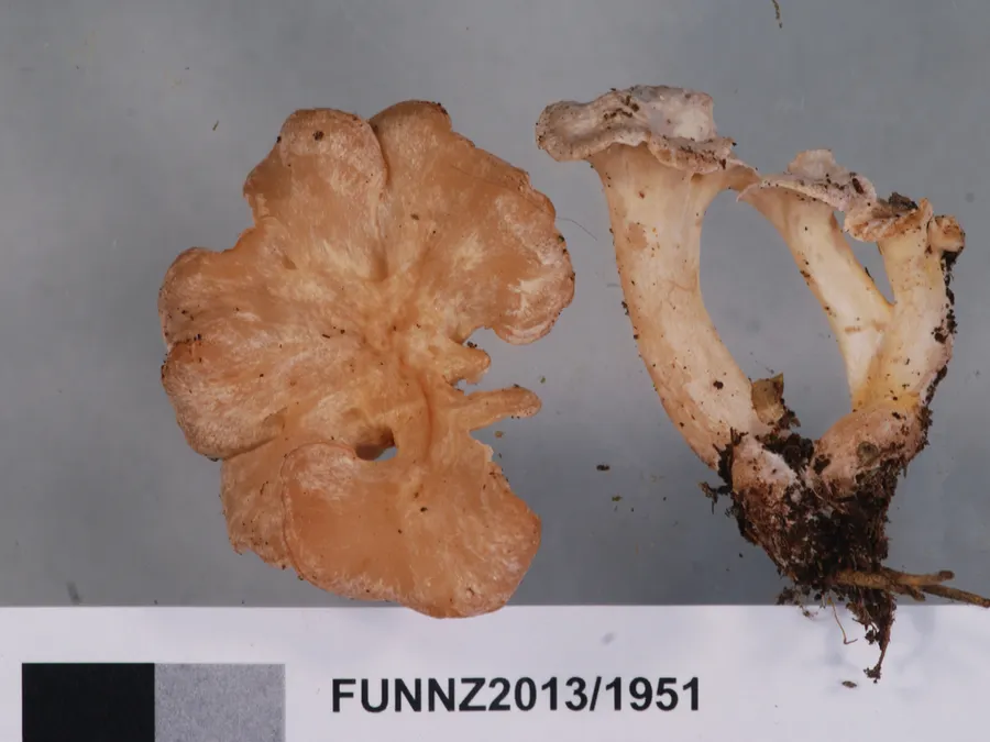 Dokumentasi Gloeocantharellus novae-zelandiae — Fotografi