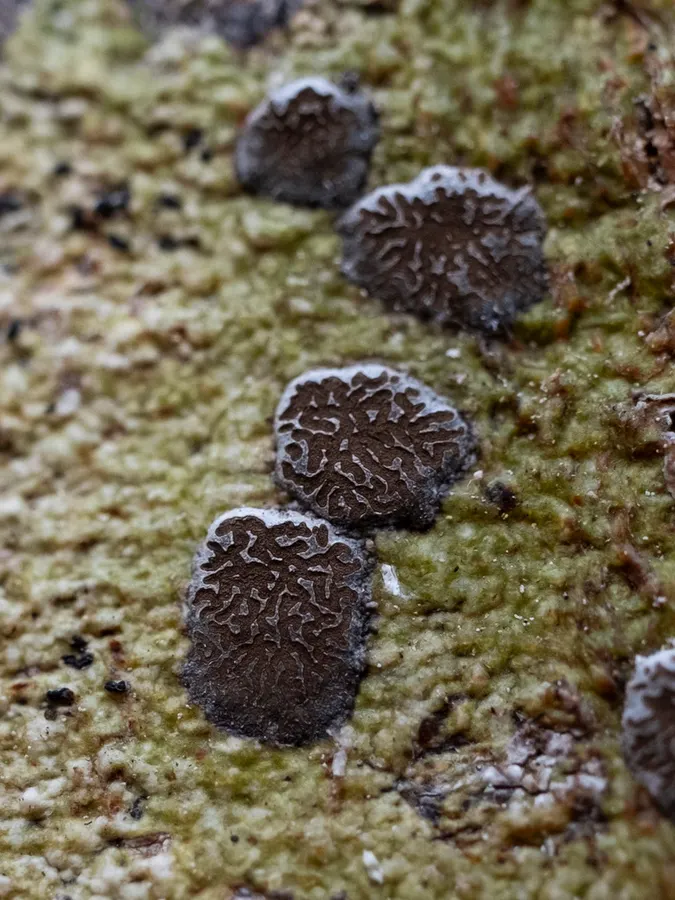 Dokumentasi Glyphis cicatricosa — Fotografi