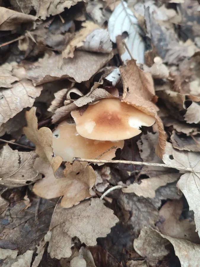 Dokumentasi Gymnopus hariolorum — Fotografi