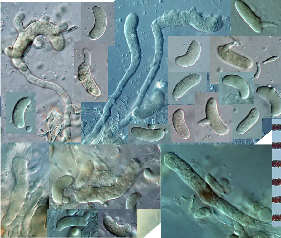 Dokumentasi Helicogloea lagerheimii — Fotografi