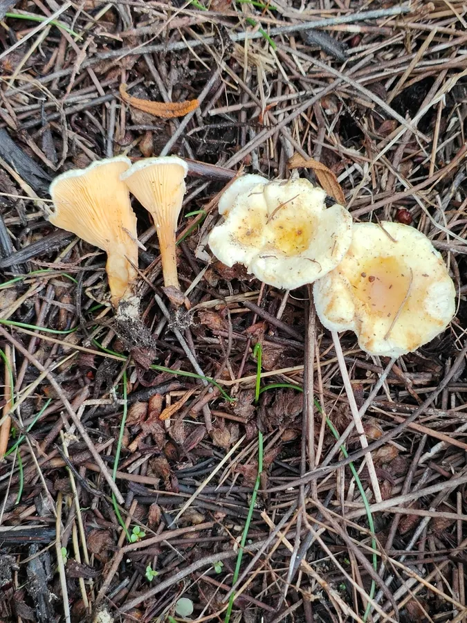 Dokumentasi Hygrophoropsis ochraceolutea — Fotografi
