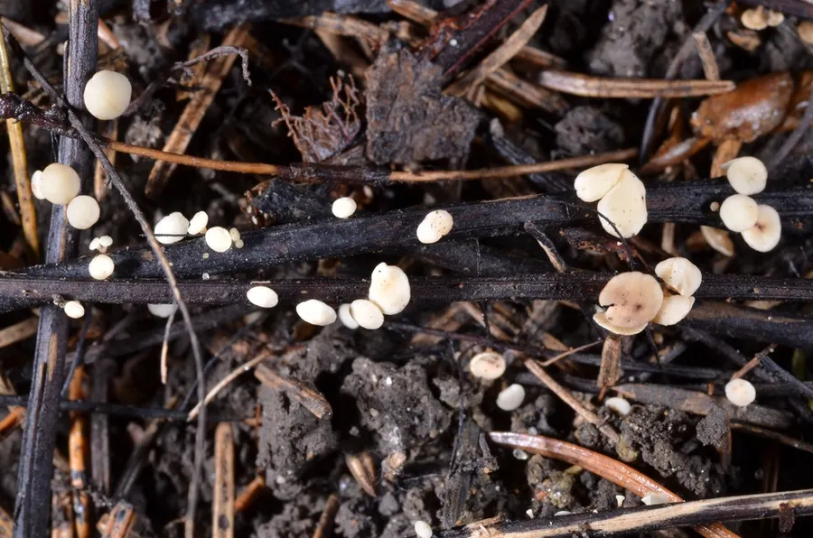 Dokumentasi Hymenoscyphus albidus — Fotografi