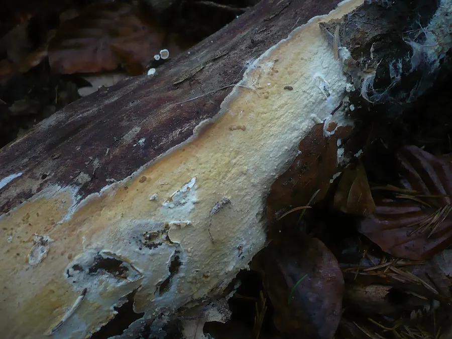 Dokumentasi Hypochnicium bombycinum — Fotografi