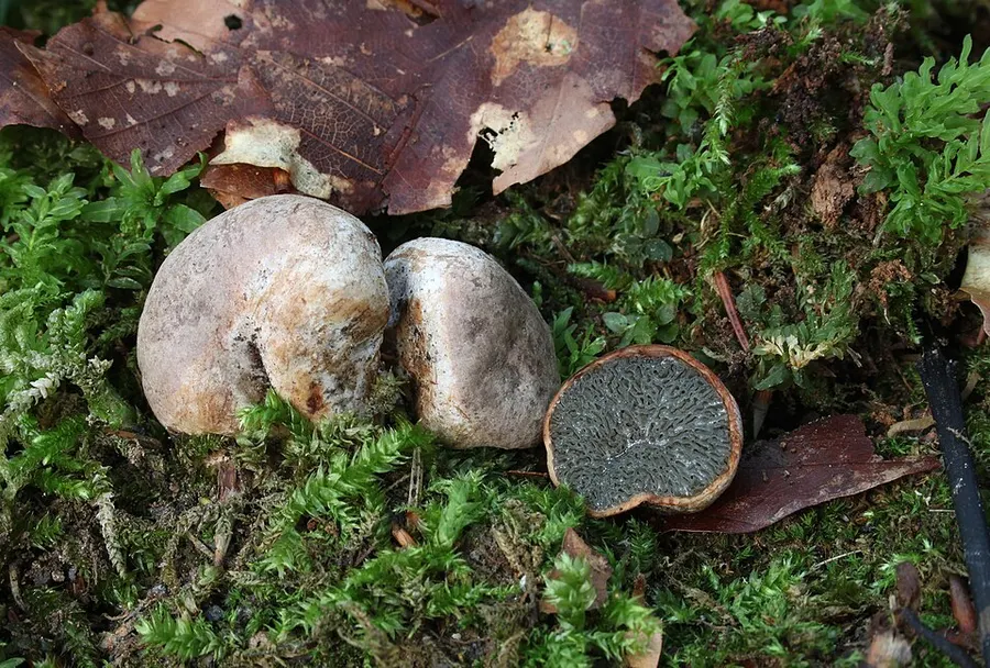 Dokumentasi Hysterangium stoloniferum — Fotografi