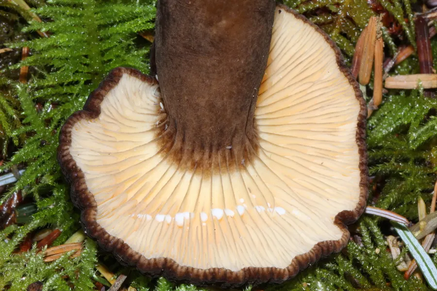 Dokumentasi Lactarius fallax — Fotografi