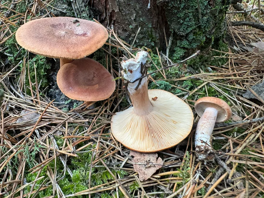 Dokumentasi Lactarius rufus — Fotografi
