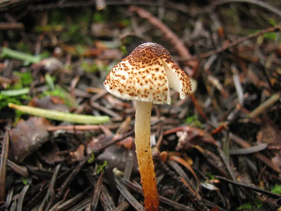 Dokumentasi Lepiota castanea — Fotografi