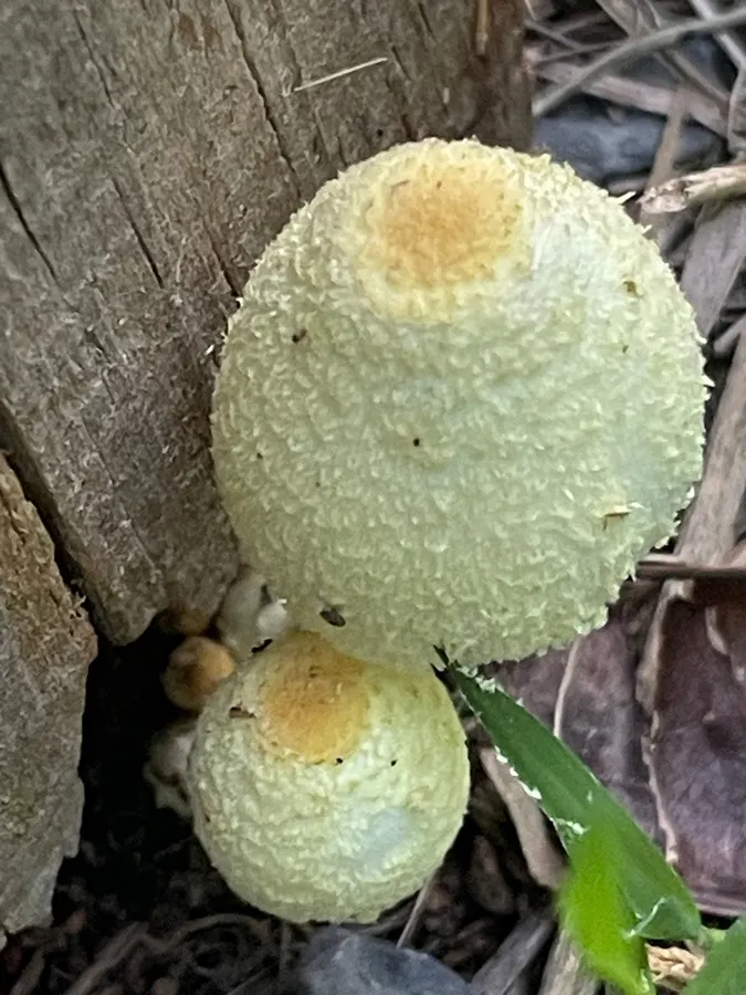Dokumentasi Leucocoprinus tricolor — Fotografi