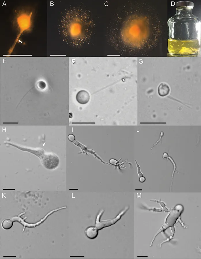 Dokumentasi Liebetanzomyces polymorphus — Pelat ilmiah