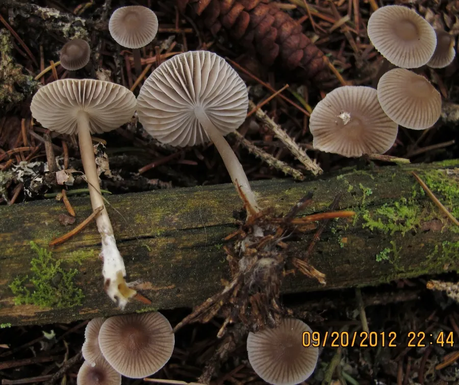Dokumentasi Mycena vulgaris — Fotografi