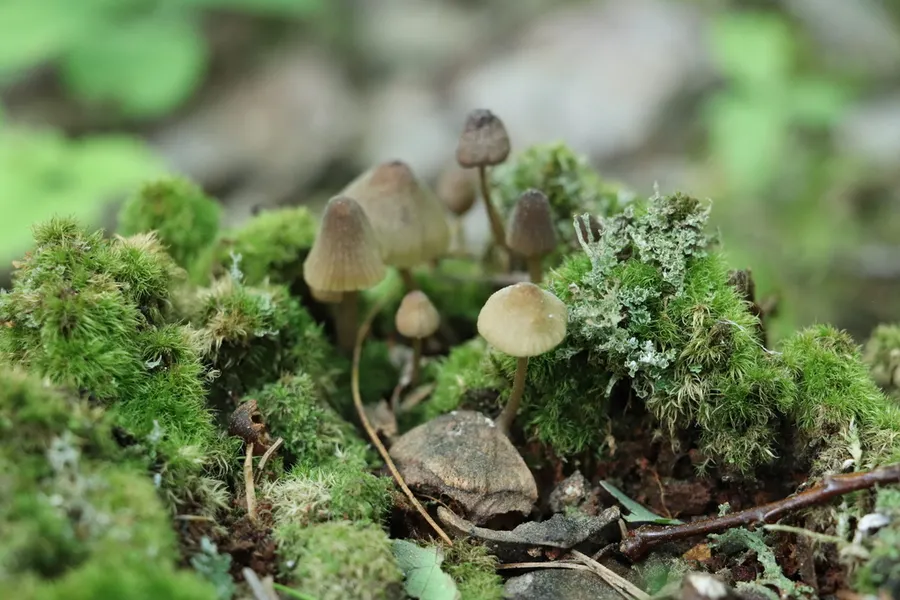 Dokumentasi Mycena viridimarginata — Fotografi