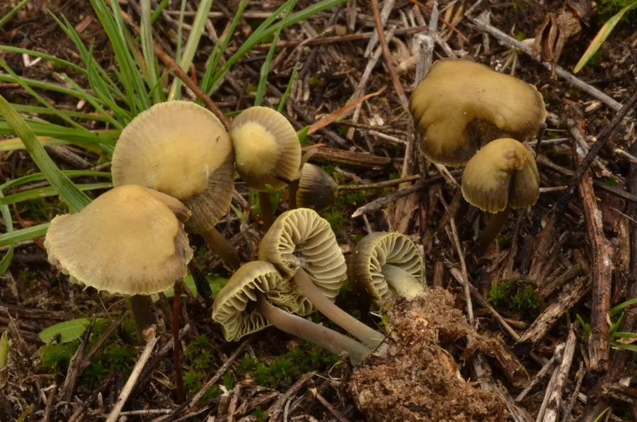 Dokumentasi Mycena chlorantha — Fotografi