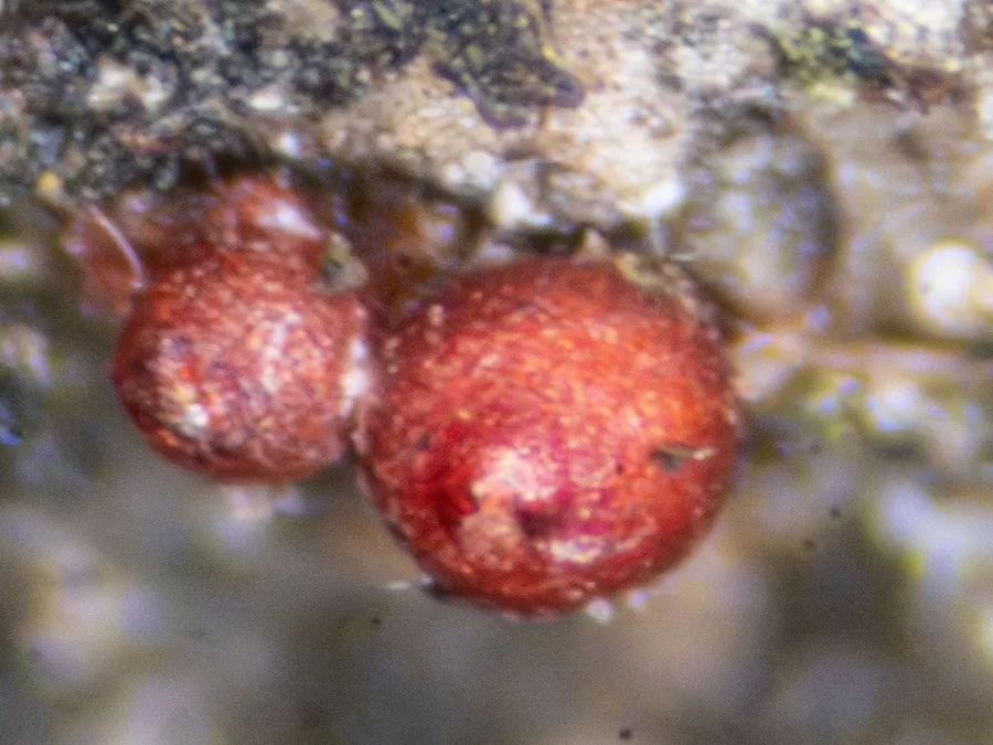 Dokumentasi Neonectria coccinea — Fotografi