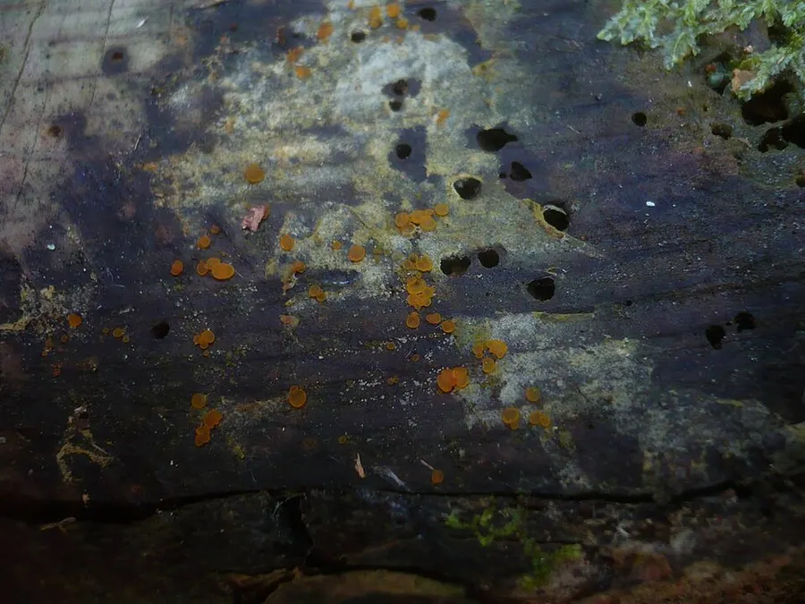 Dokumentasi Orbilia eucalypti — Fotografi