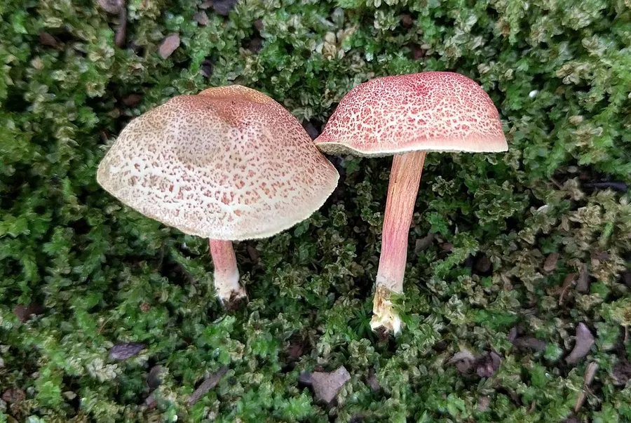Dokumentasi Parvixerocomus aokii — Fotografi