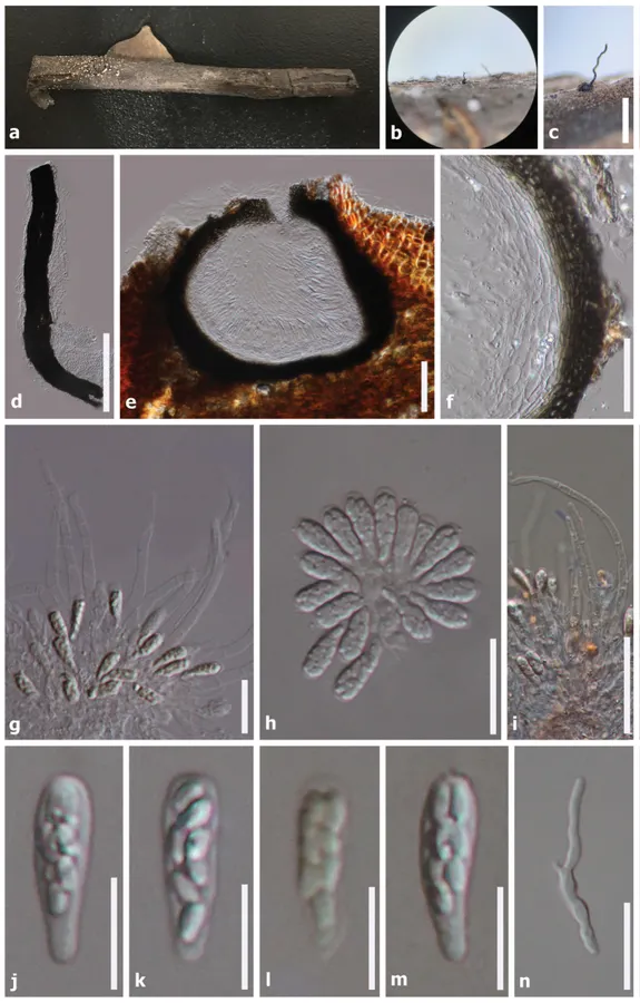 Dokumentasi Phaeoacremonium ovale — Pelat ilmiah