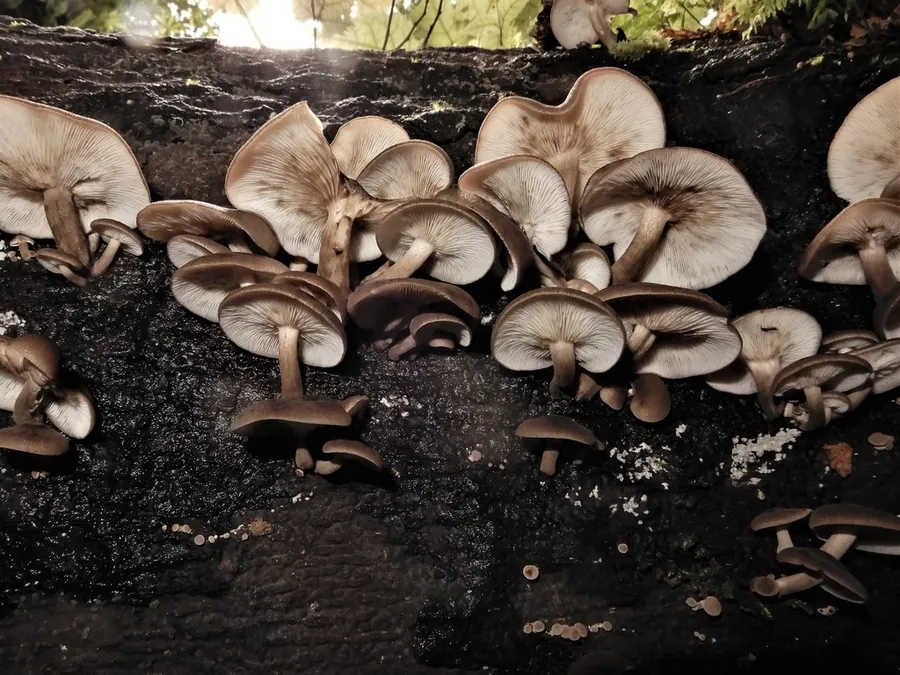 Dokumentasi Pleurella ardesiaca — Fotografi