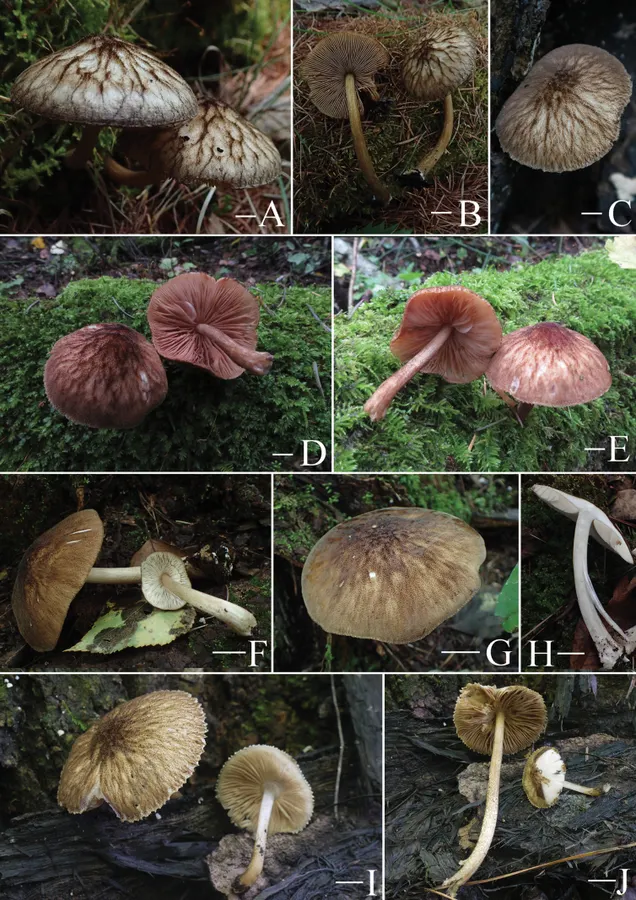 Dokumentasi Pluteus umbrosoides — Pelat ilmiah