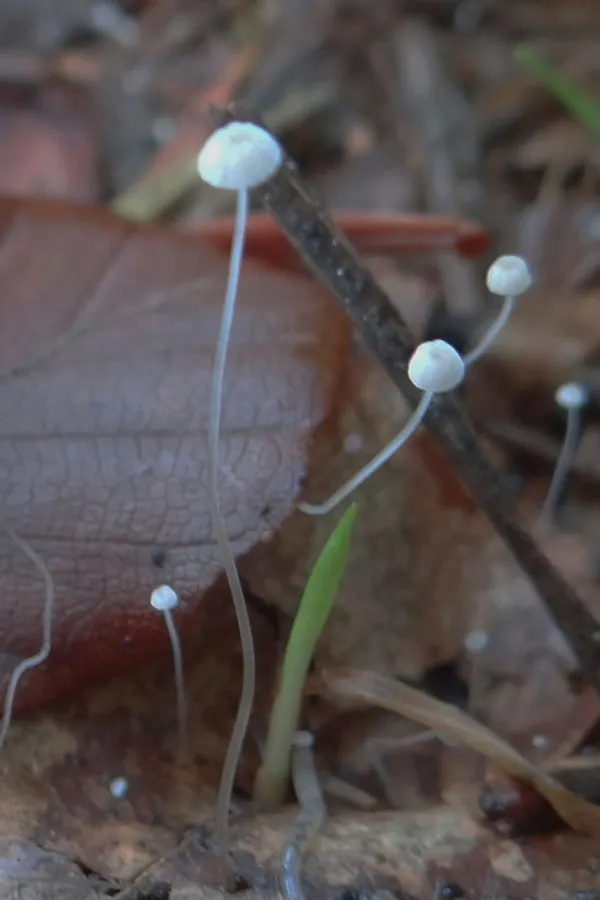 Dokumentasi Rhizomarasmius setosus — Fotografi