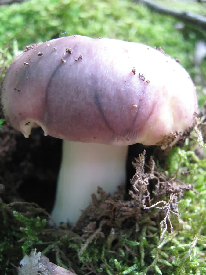 Dokumentasi Russula cyanoxantha — Fotografi