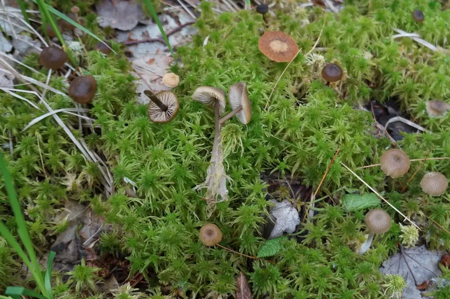 Dokumentasi Sphagnurus paluster — Fotografi