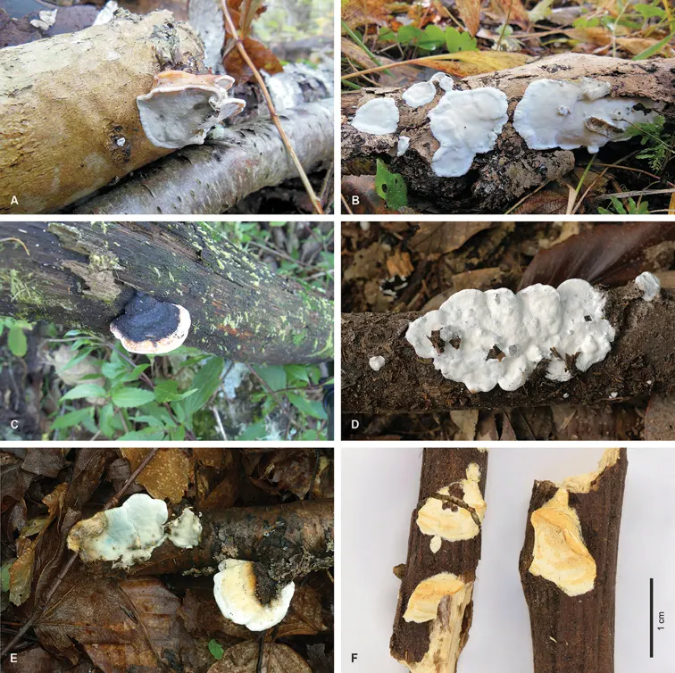 Dokumentasi Skeletocutis nemoralis — Pelat ilmiah