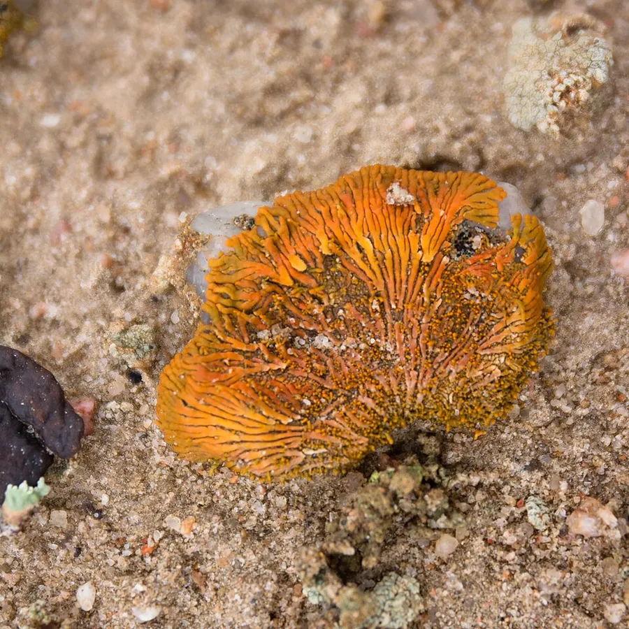 Dokumentasi Stellarangia elegantissima — Fotografi