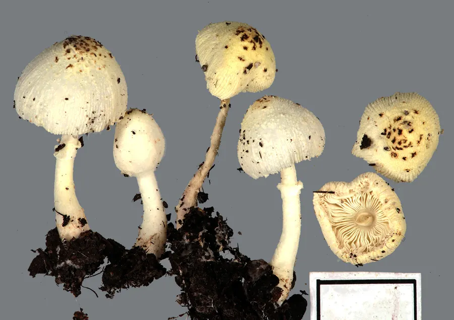 Dokumentasi Leucocoprinus straminellus — Fotografi