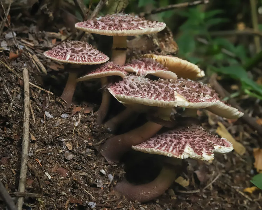 Dokumentasi Leucocoprinus gongylophorus — Fotografi
