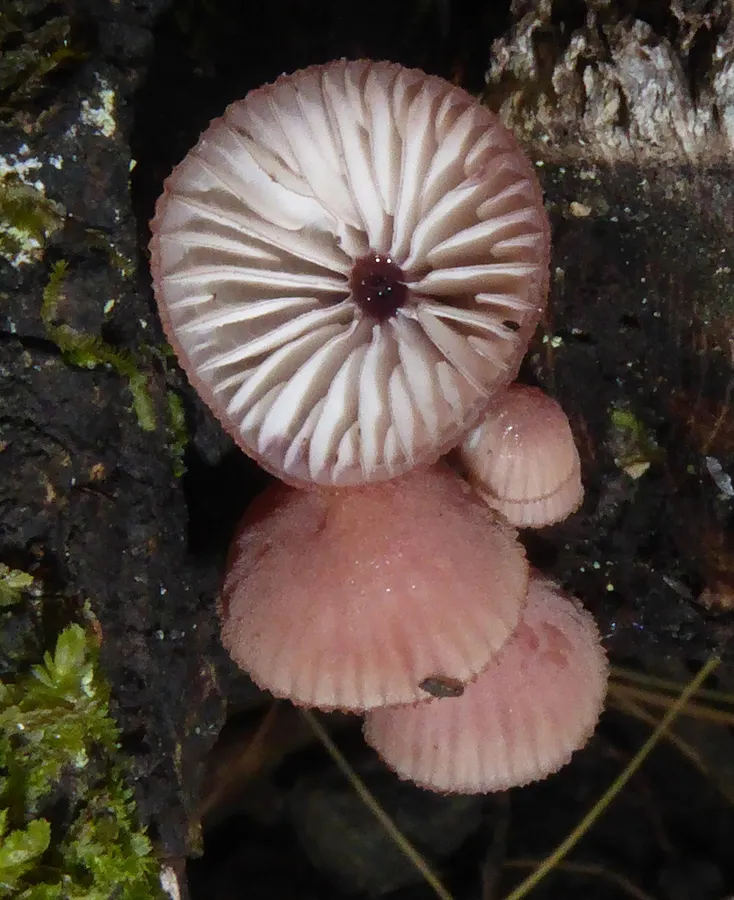 Dokumentasi Mycena mariae — Fotografi