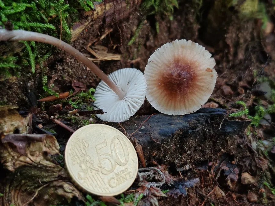 Dokumentasi Mycena zephirus — Fotografi