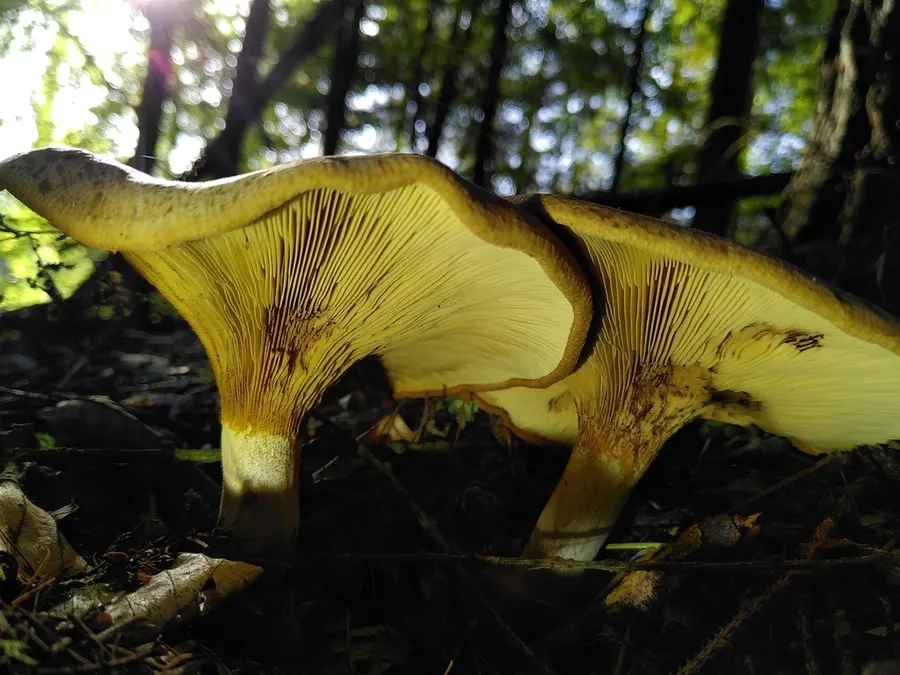 Dokumentasi Paxillus involutus — Fotografi