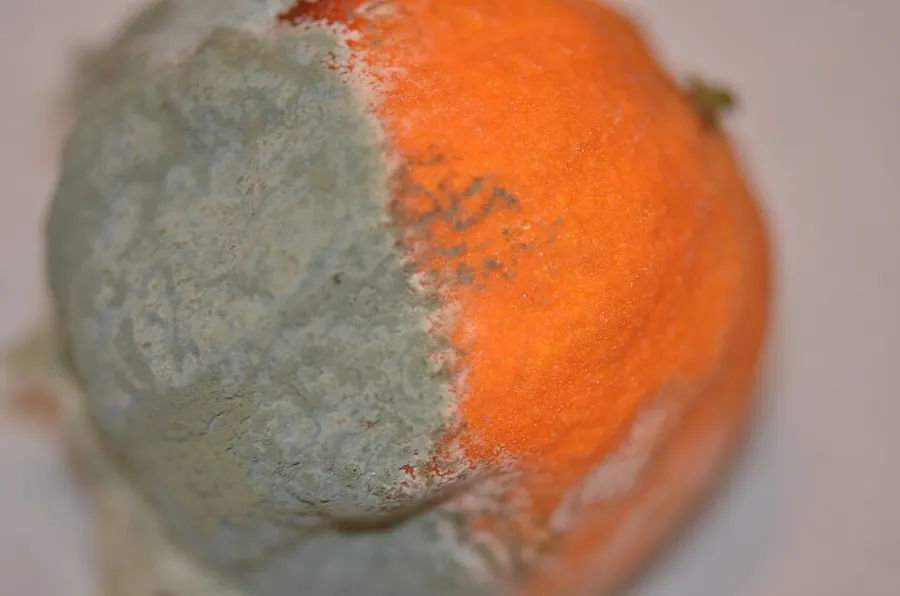 Dokumentasi Penicillium italicum — Fotografi