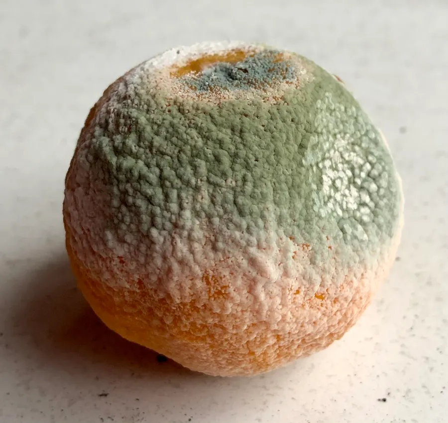 Dokumentasi Penicillium digitatum — Fotografi