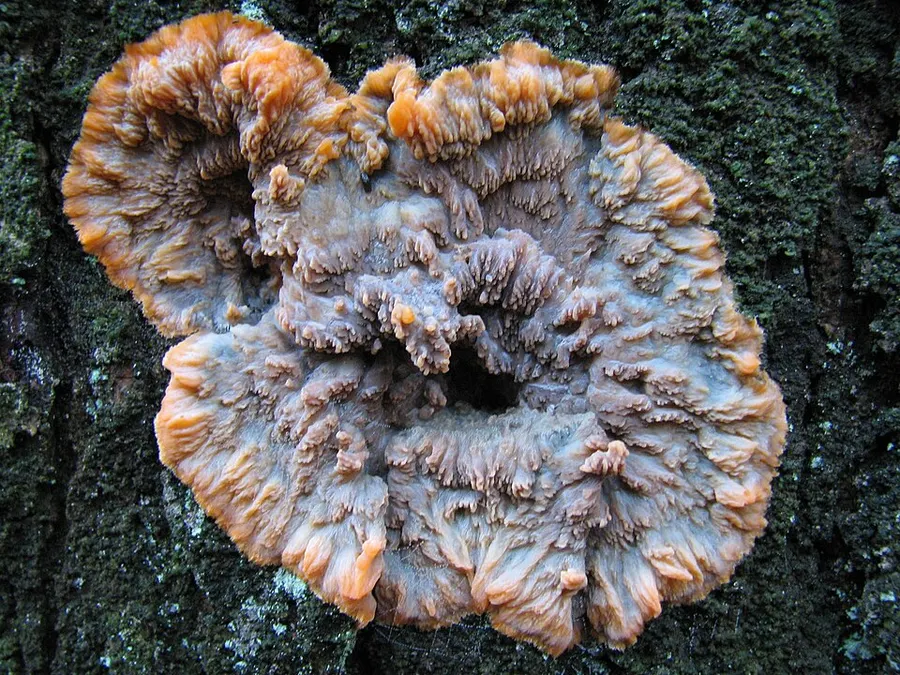 Dokumentasi Phlebia radiata — Fotografi
