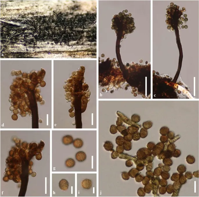 Dokumentasi Periconia cortaderiae — Pelat ilmiah